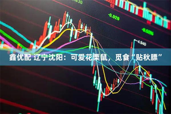 鑫优配 辽宁沈阳：可爱花栗鼠，觅食“贴秋膘”