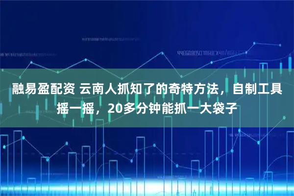融易盈配资 云南人抓知了的奇特方法，自制工具摇一摇，20多分钟能抓一大袋子